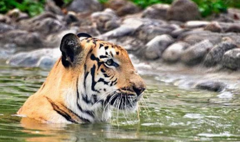 Sundarban tour